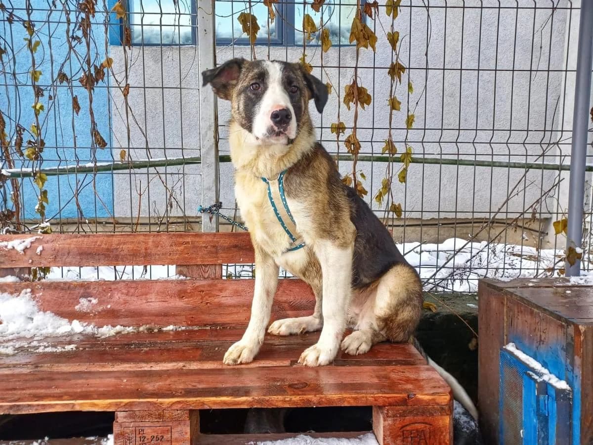 Rowena, female puppy Mixed Breed for adoption at Ein Herz für Streuner e.V., München