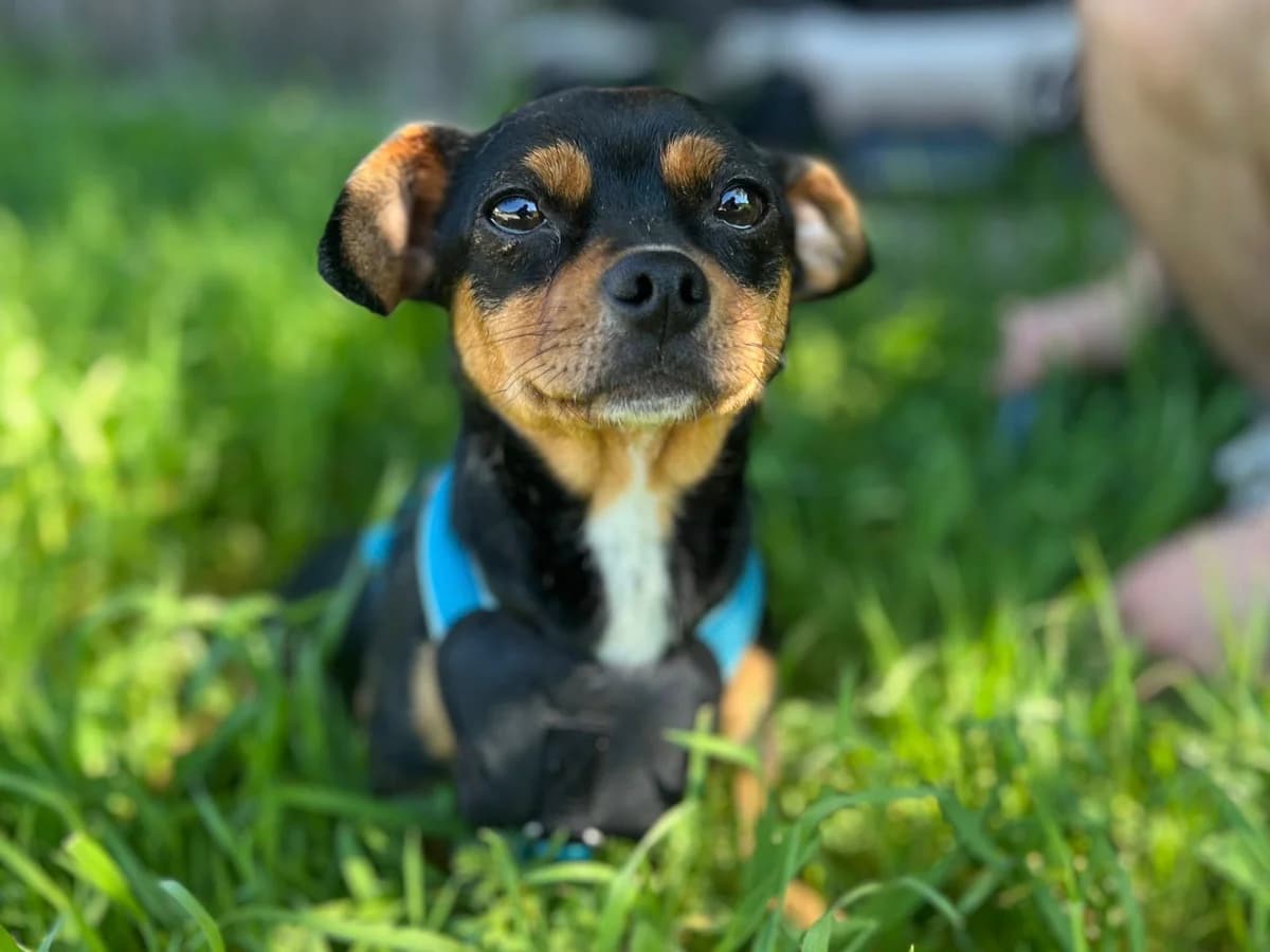 Rowina, female 3yo Mixed Breed for adoption at Ein Herz für Streuner e.V., München