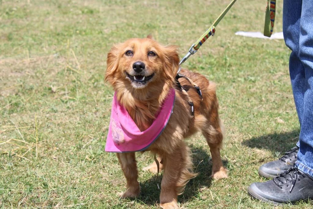 Roxana, female young Mixed Breed for adoption at Ein Herz für Streuner e.V., München