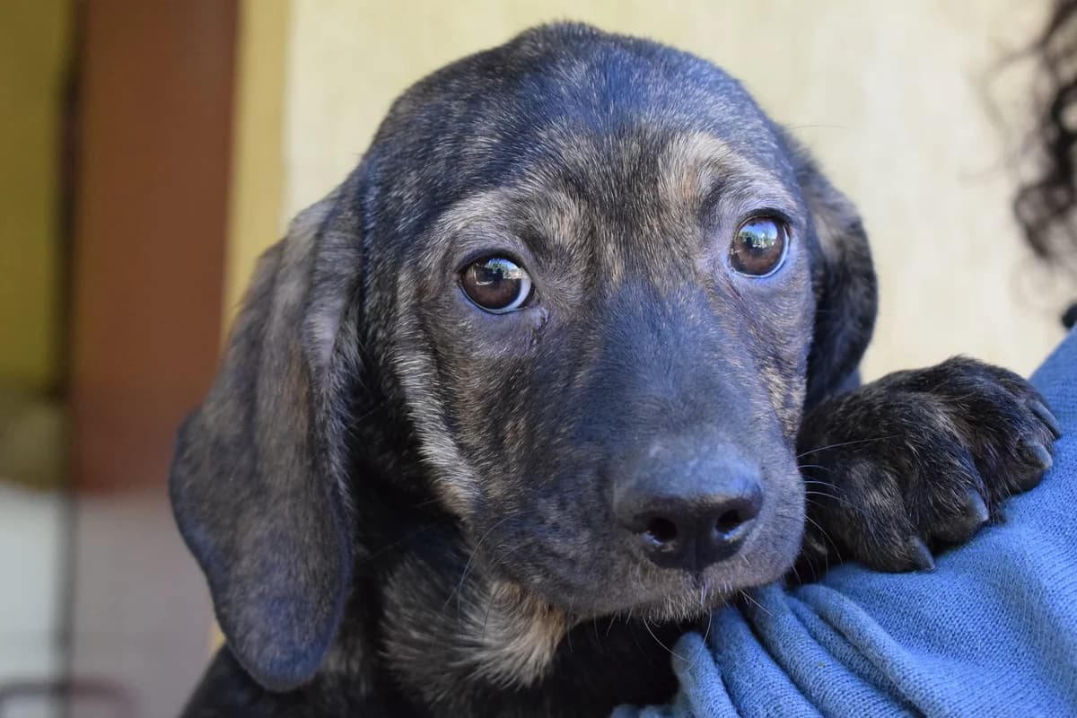 Roxy, young Mixed Breed for adoption at Ein Herz für Streuner e.V., München