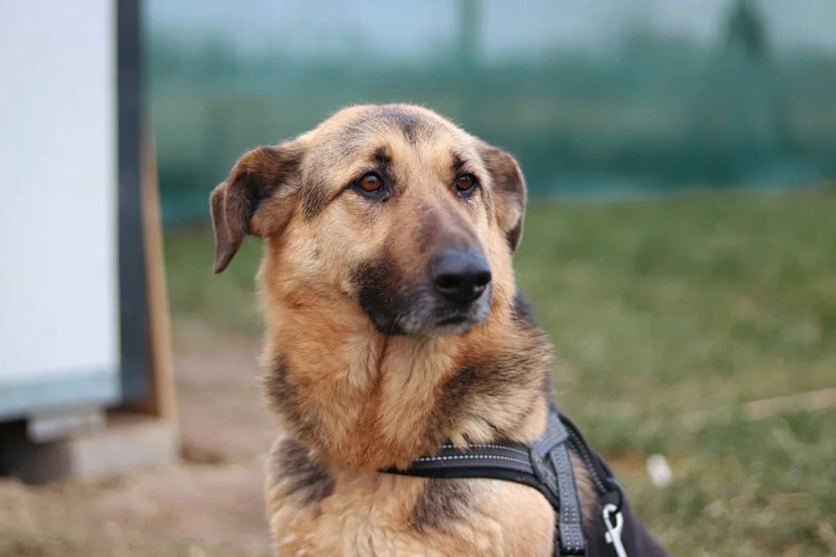 Roxy, female 3yo Mixed Breed for adoption at Ein Herz für Streuner e.V., München
