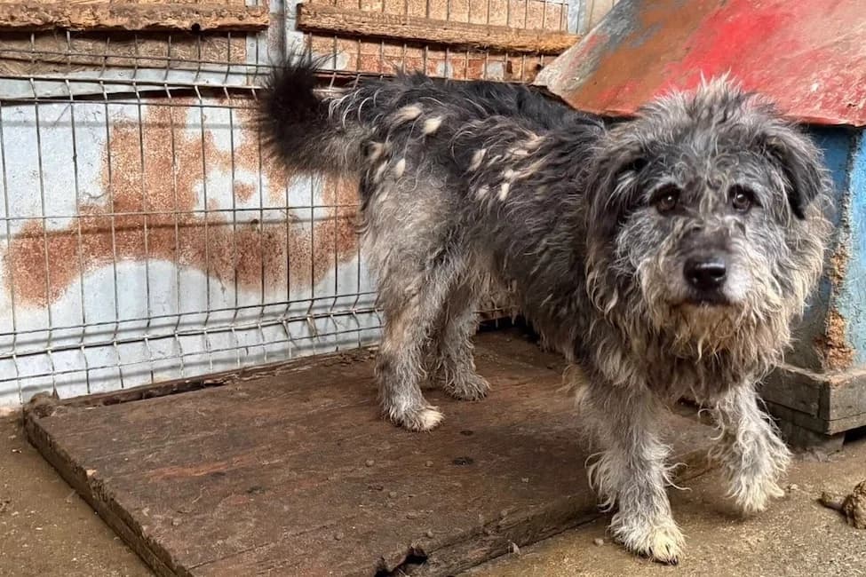 Rubert, male 5yo Mixed Breed for adoption at Ein Herz für Streuner e.V., München
