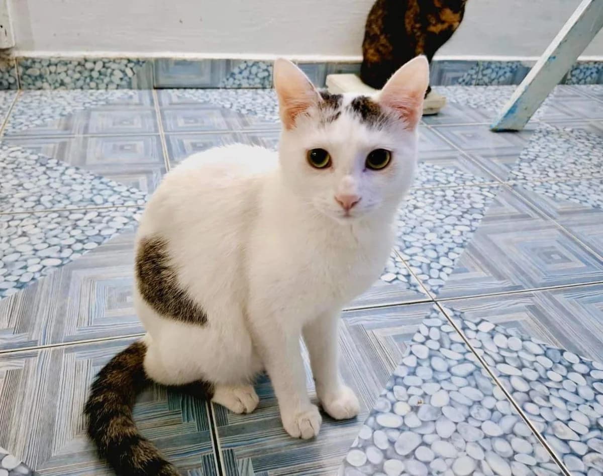 Rubeus, male 5yo Mixed Breed for adoption at Ein Herz für Streuner e.V., München