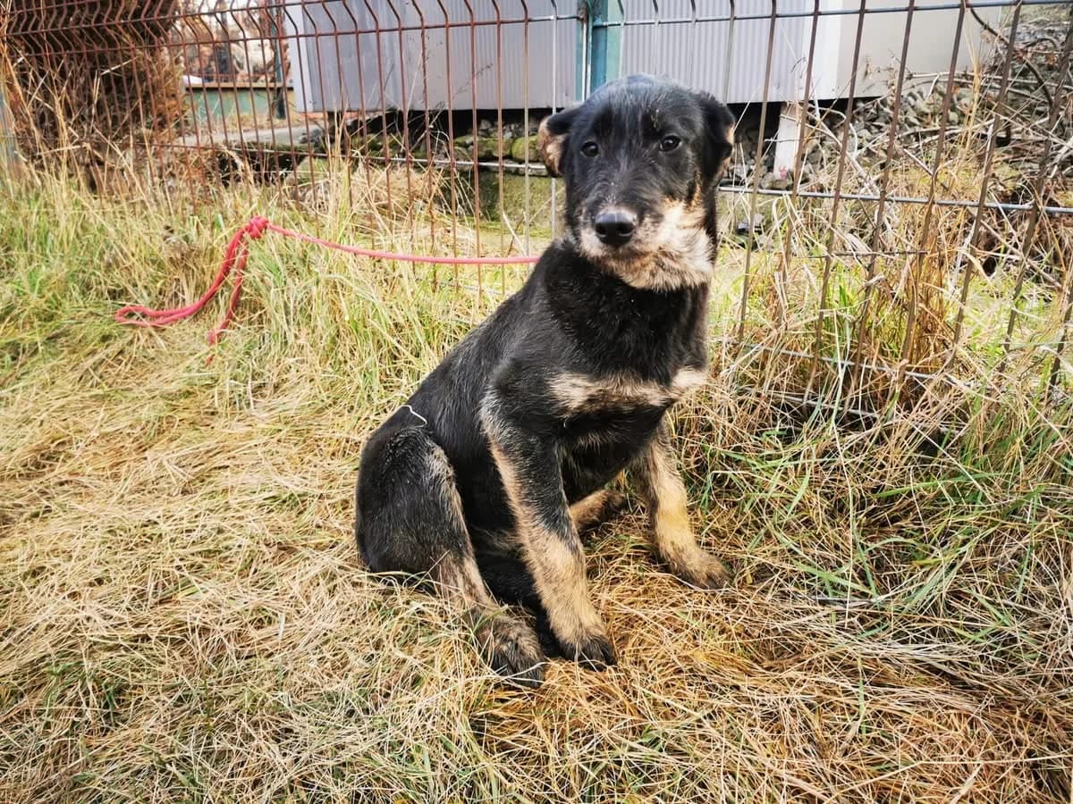 Rubina, female puppy Mixed Breed for adoption at Ein Herz für Streuner e.V., München