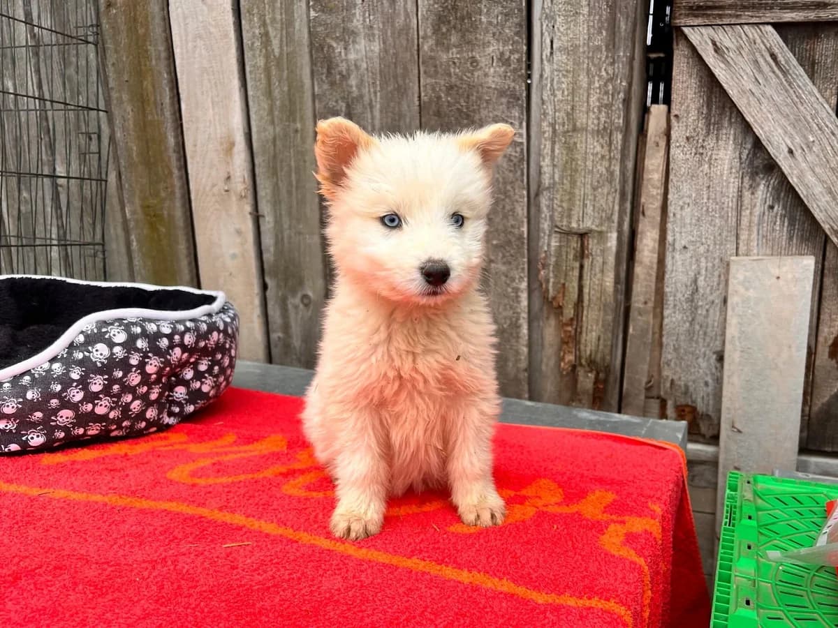 Rubio, male puppy Mixed Breed for adoption at Ein Herz für Streuner e.V., München
