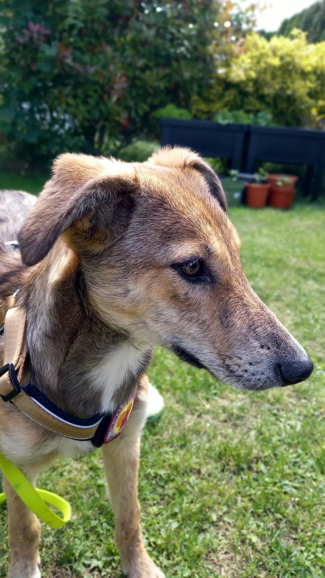 Ruby, female puppy Mixed Breed for adoption at Ein Herz für Streuner e.V., München