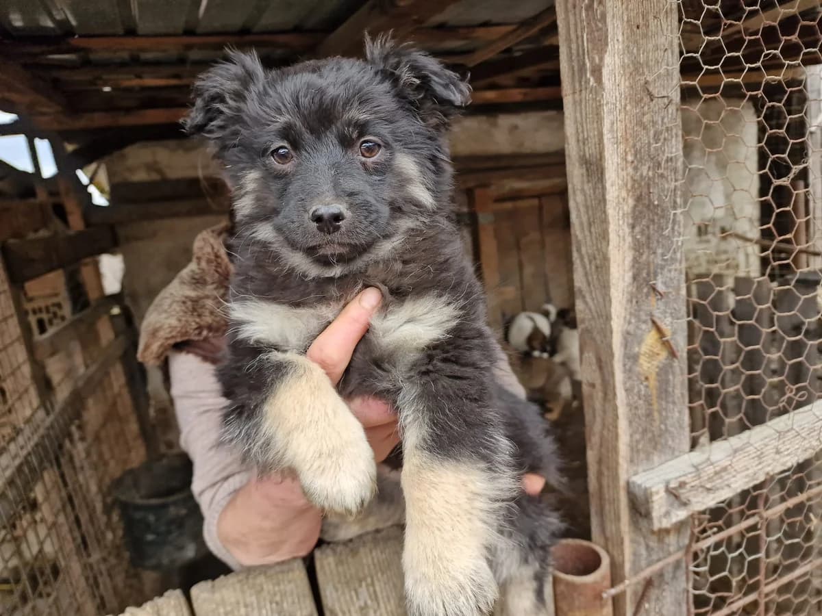 Ruby, female puppy Mixed Breed for adoption at Ein Herz für Streuner e.V., München
