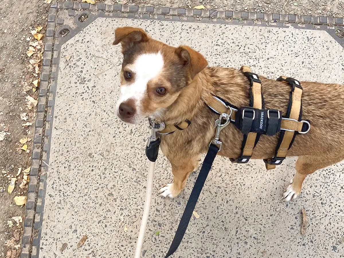 Ruby, female young Mixed Breed for adoption at Ein Herz für Streuner e.V., München