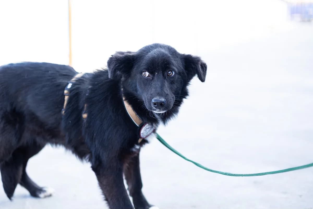Ruby, weiß female young Mixed Breed for adoption at Ein Herz für Streuner e.V., München
