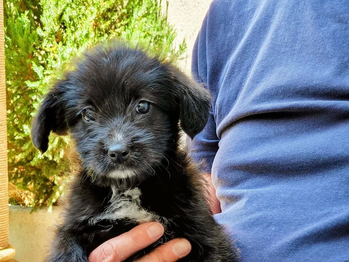 Ruby, weiß female puppy Mixed Breed for adoption at Ein Herz für Streuner e.V., München