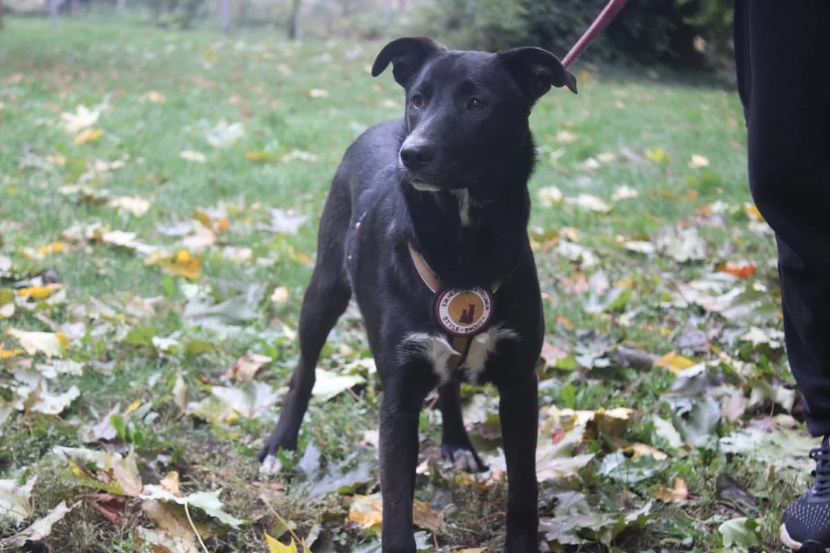 Ruby, weiß female puppy Mixed Breed for adoption at Ein Herz für Streuner e.V., München