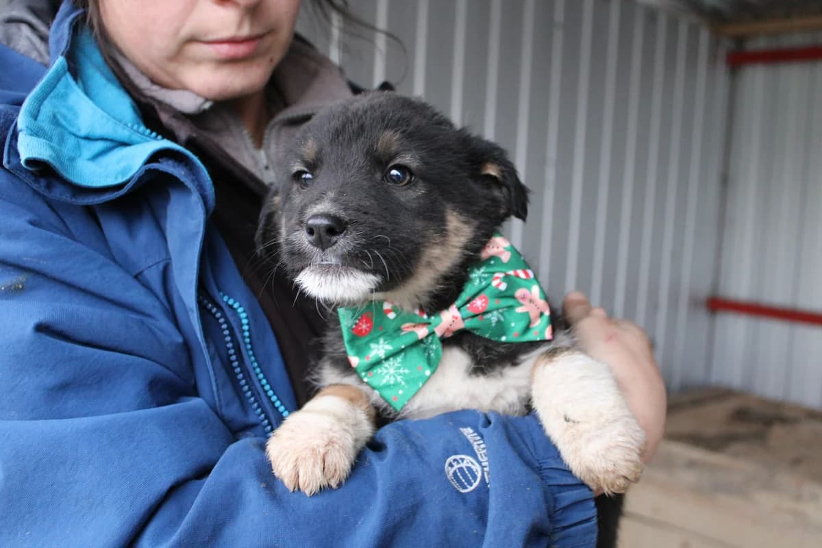 Rudi, weiß male puppy Mixed Breed for adoption at Ein Herz für Streuner e.V., München