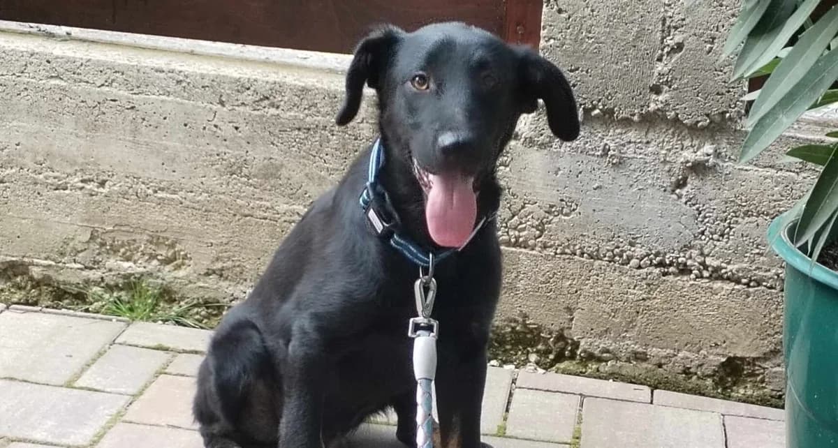 Rudi, male puppy Mixed Breed for adoption at Ein Herz für Streuner e.V., München