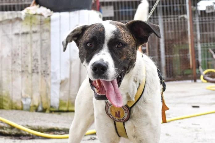 Rudi, male 4yo Mixed Breed for adoption at Ein Herz für Streuner e.V., München