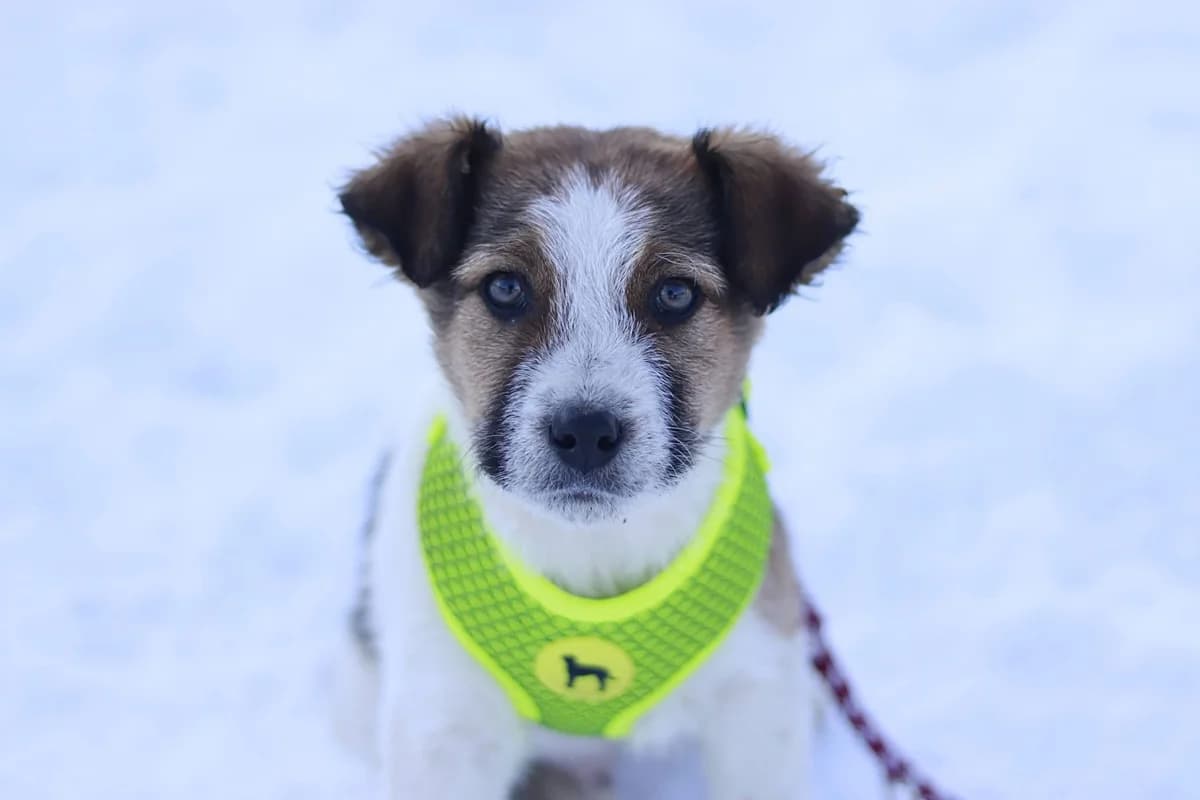 Rudi, weiß male puppy Mixed Breed for adoption at Ein Herz für Streuner e.V., München