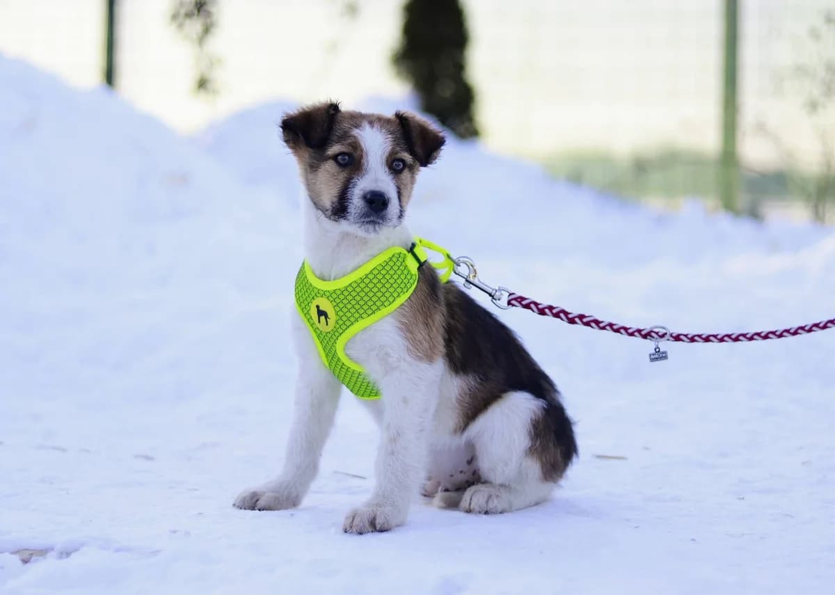 Rudi, weiß male puppy Mixed Breed for adoption at Ein Herz für Streuner e.V., München