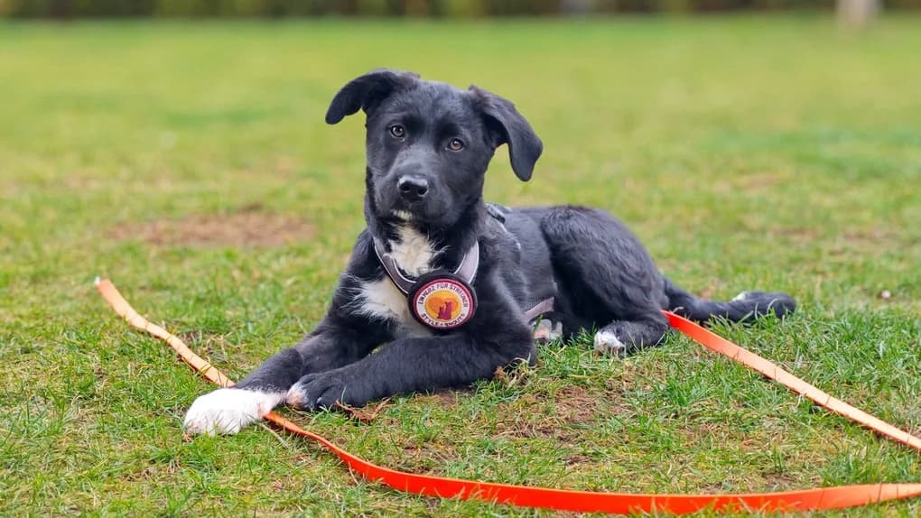 RÜBe, female puppy Mixed Breed for adoption at Ein Herz für Streuner e.V., München