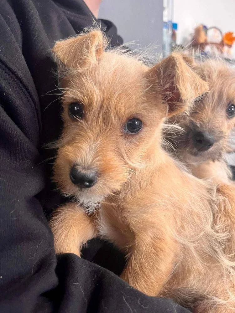 RÜDi, puppy Mixed Breed for adoption at Ein Herz für Streuner e.V., München