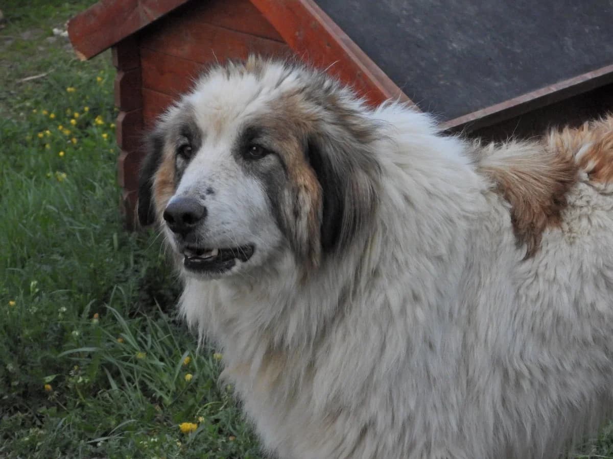 RÜDi, male 4yo Mixed Breed for adoption at Ein Herz für Streuner e.V., München