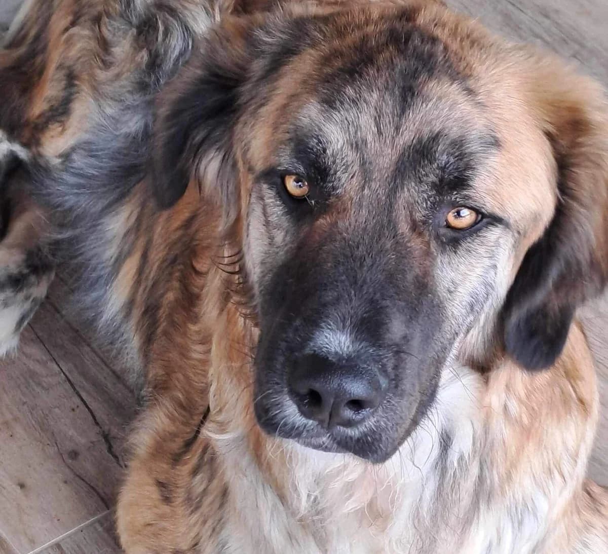RÜDiger, male 5yo Mixed Breed for adoption at Ein Herz für Streuner e.V., München