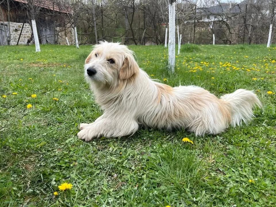 RÜDiger, male young Mixed Breed for adoption at Ein Herz für Streuner e.V., München