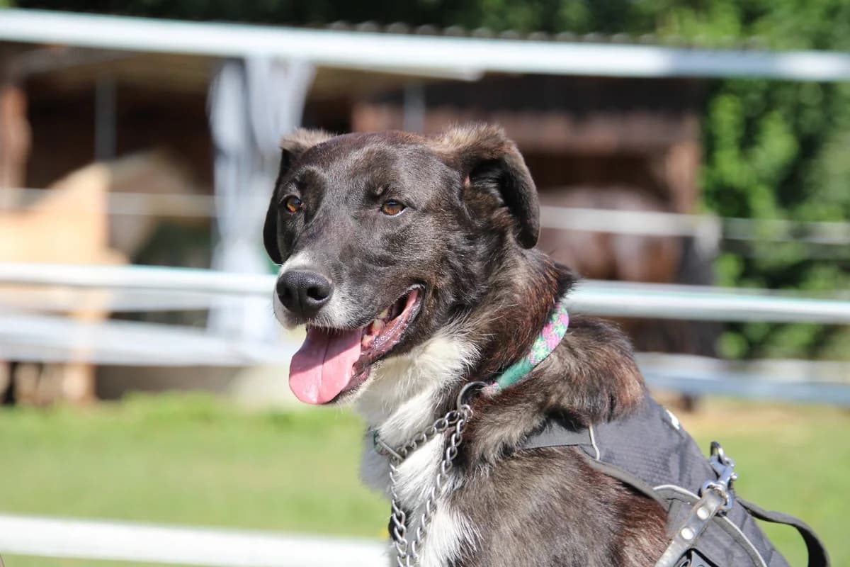 Ruffy, male senior Mixed Breed for adoption at Ein Herz für Streuner e.V., München