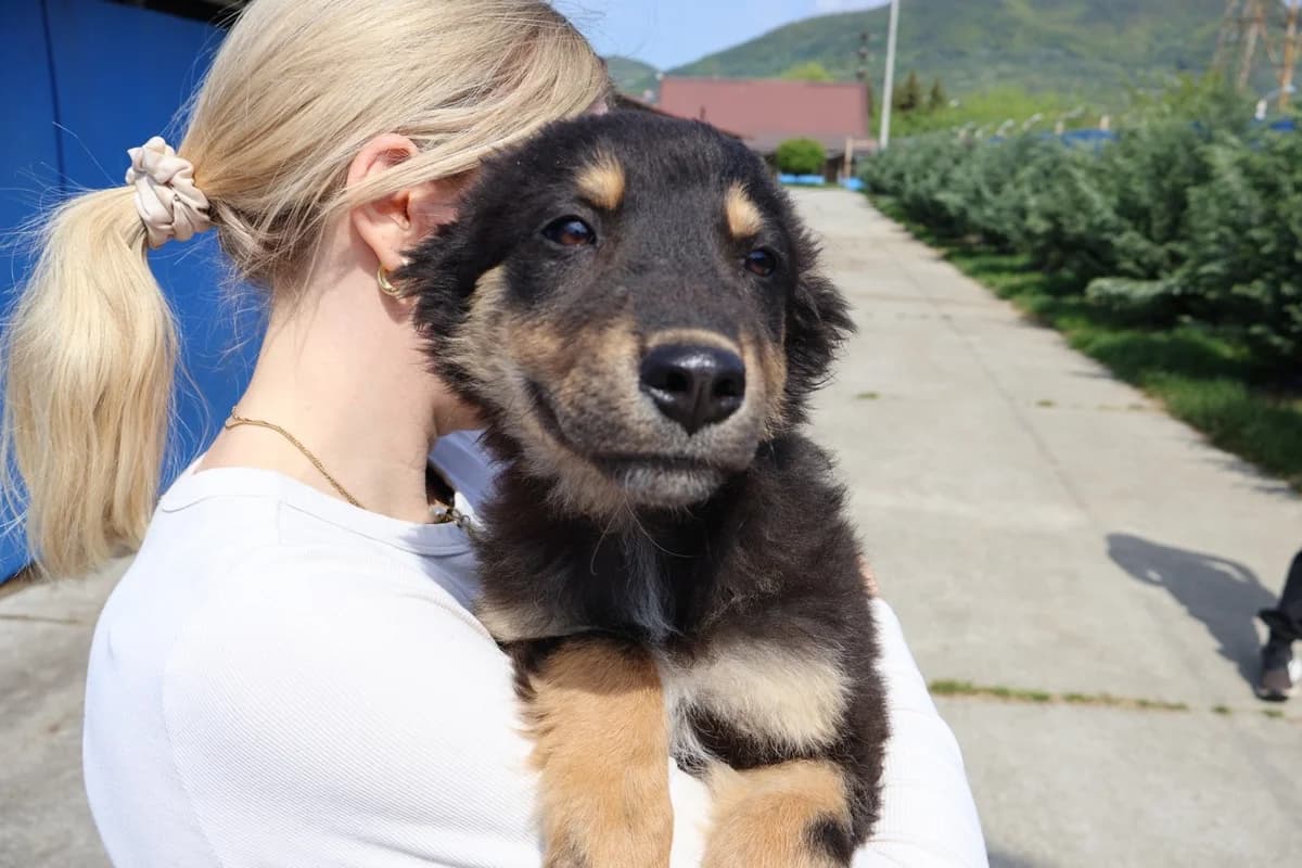 Ruffy, male puppy Mixed Breed for adoption at Ein Herz für Streuner e.V., München
