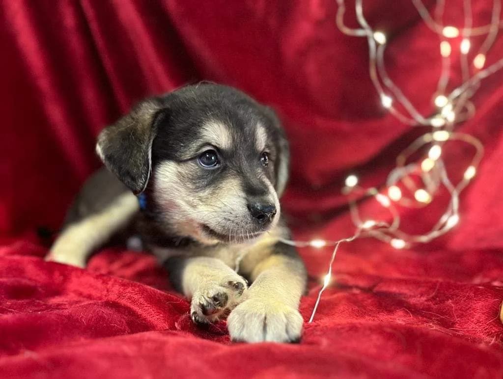 Rufus, male puppy Mixed Breed for adoption at Ein Herz für Streuner e.V., München