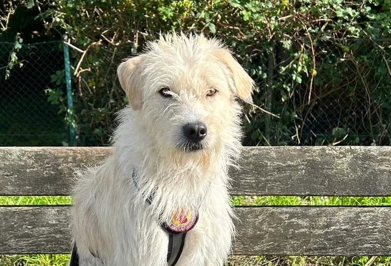Rufus, male young Mixed Breed for adoption at Ein Herz für Streuner e.V., München