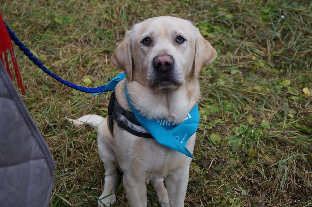 Rufus, male 7yo Mixed Breed for adoption at Ein Herz für Streuner e.V., München