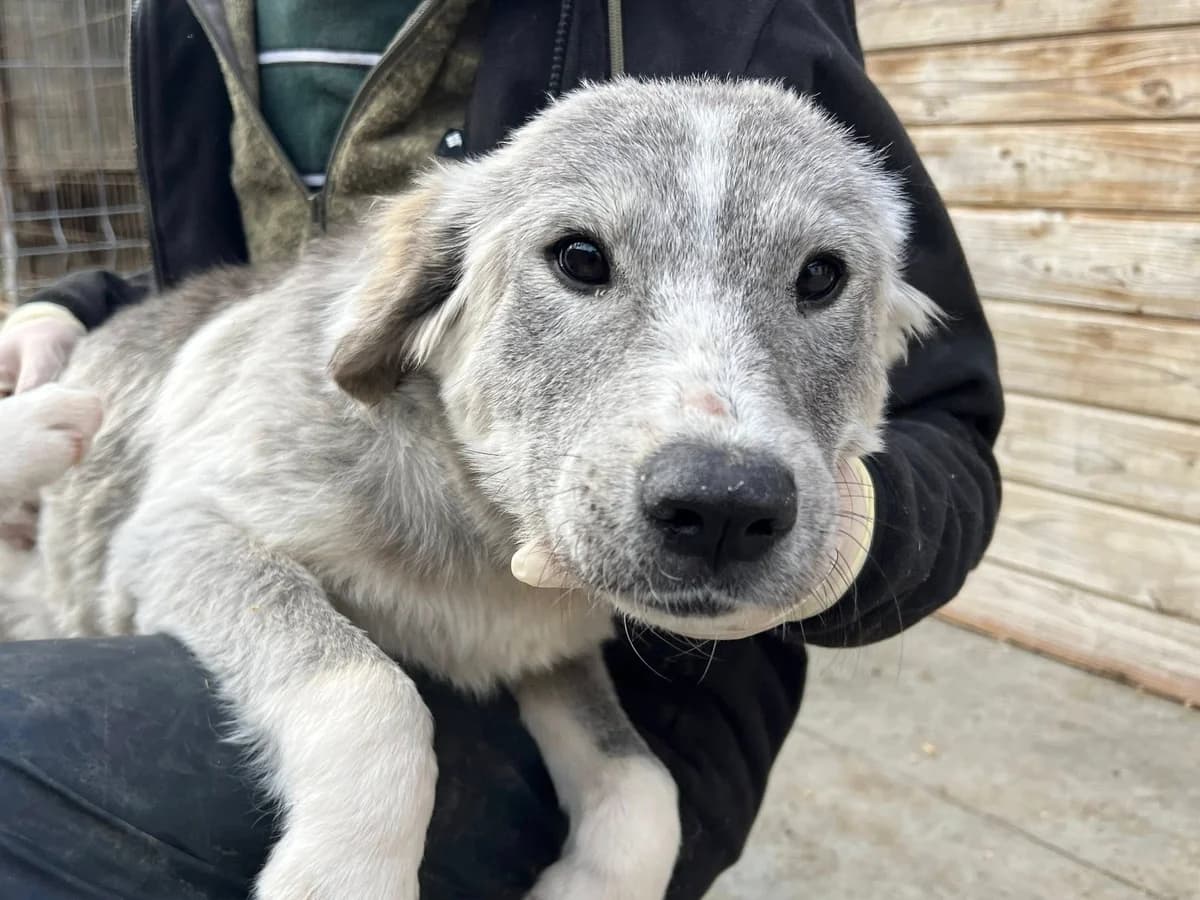 Ruma, female puppy Mixed Breed for adoption at Ein Herz für Streuner e.V., München