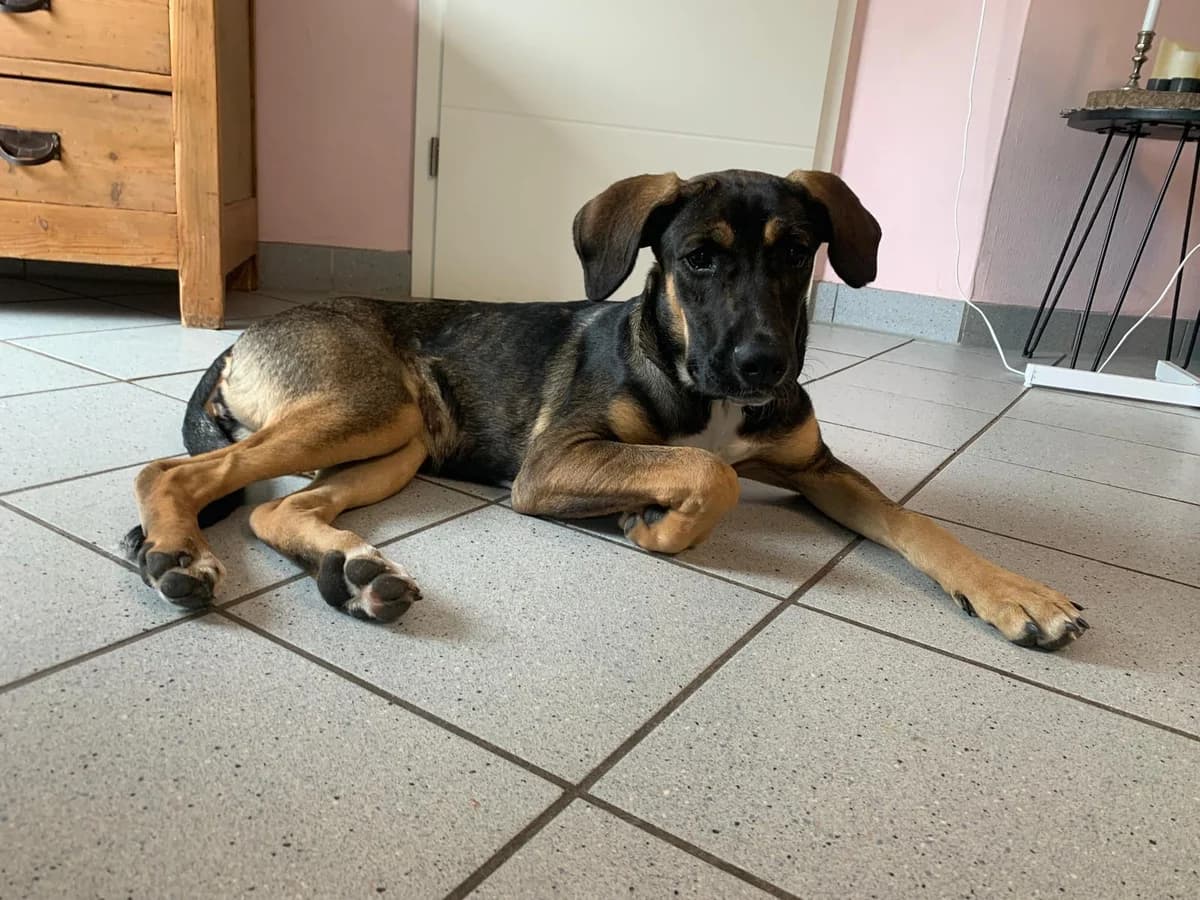 Rumi, female puppy Mixed Breed for adoption at Ein Herz für Streuner e.V., München
