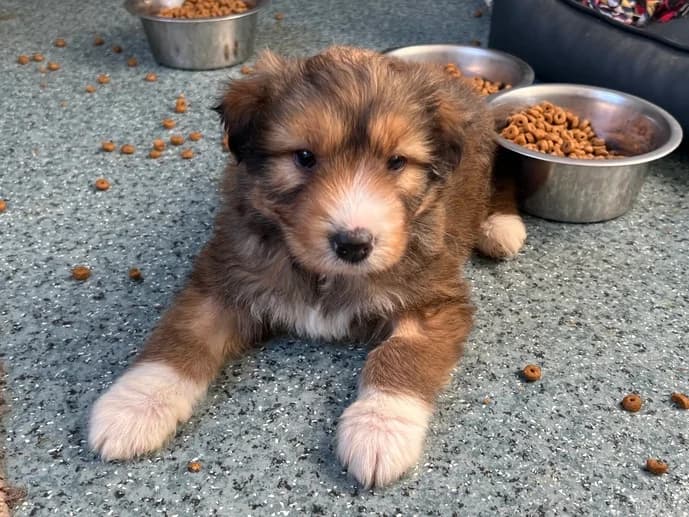 Rumi, female puppy Mixed Breed for adoption at Ein Herz für Streuner e.V., München