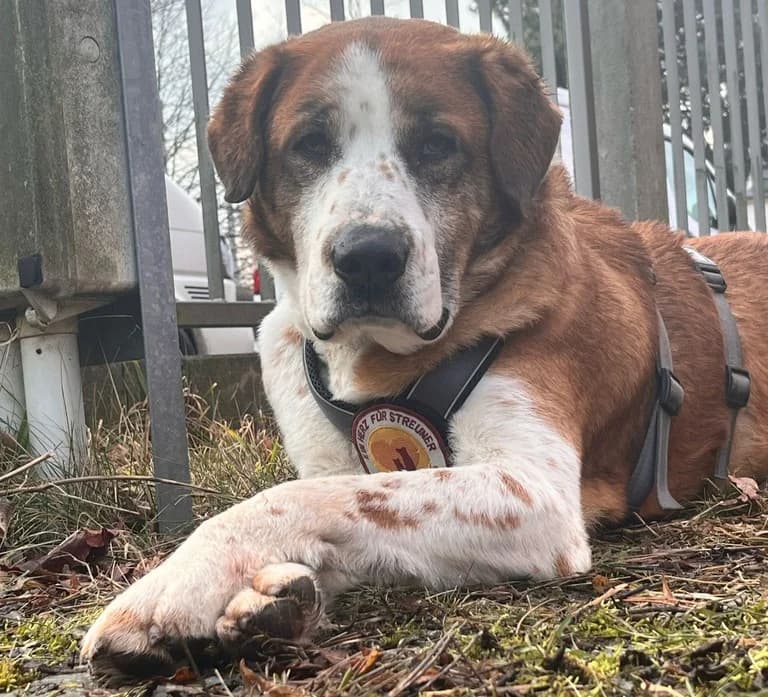 Rumo, male 5yo Mixed Breed for adoption at Ein Herz für Streuner e.V., München