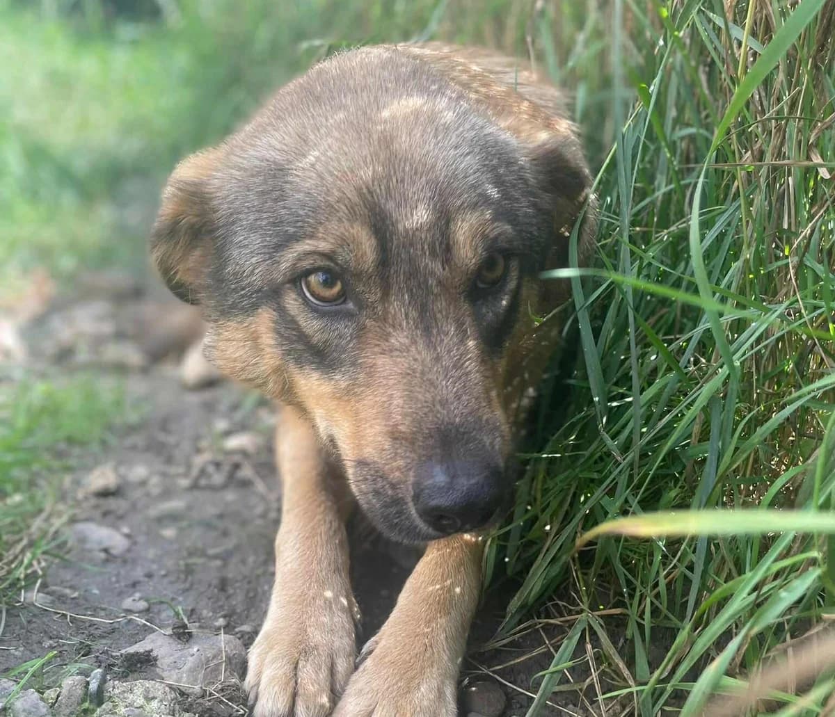 Runa, female 3yo Mixed Breed for adoption at Ein Herz für Streuner e.V., München