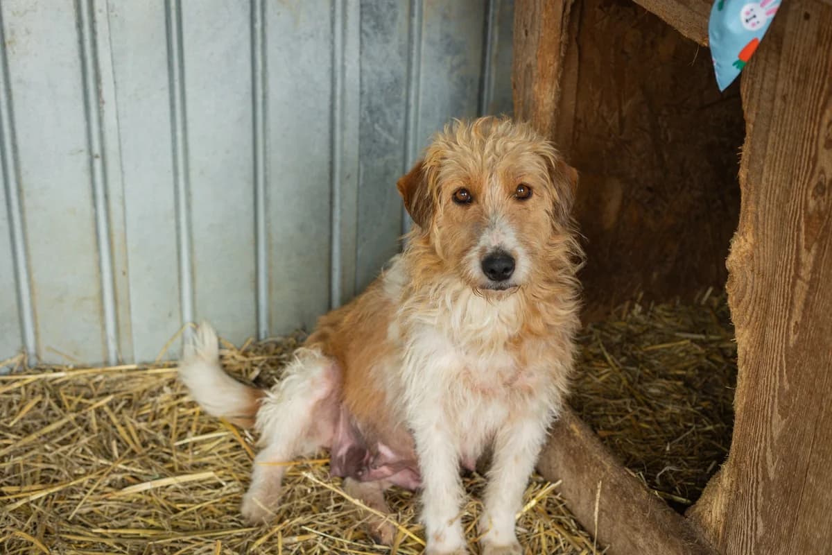 Runa, female young Mixed Breed for adoption at Ein Herz für Streuner e.V., München