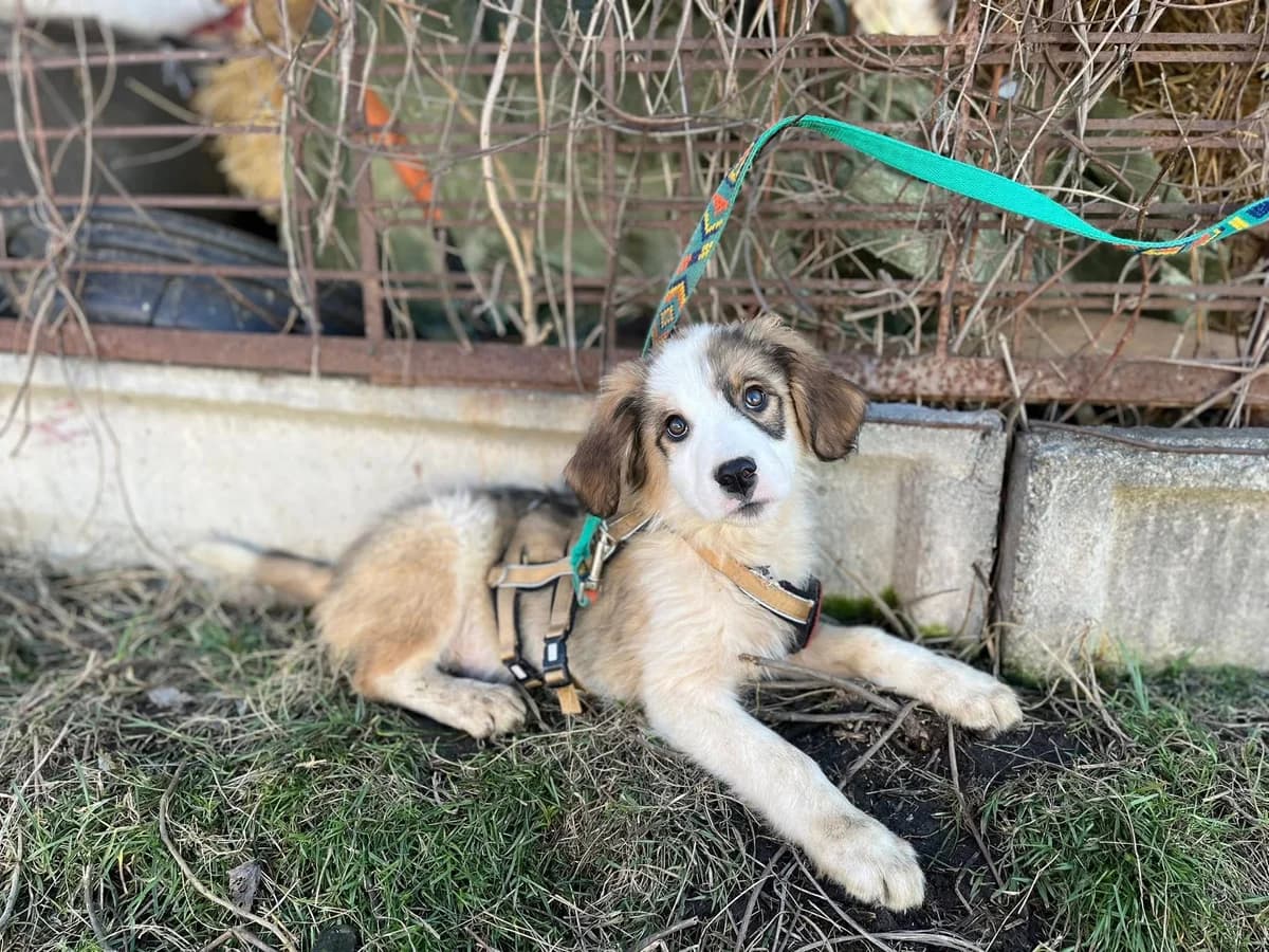 Runa, female puppy Mixed Breed for adoption at Ein Herz für Streuner e.V., München