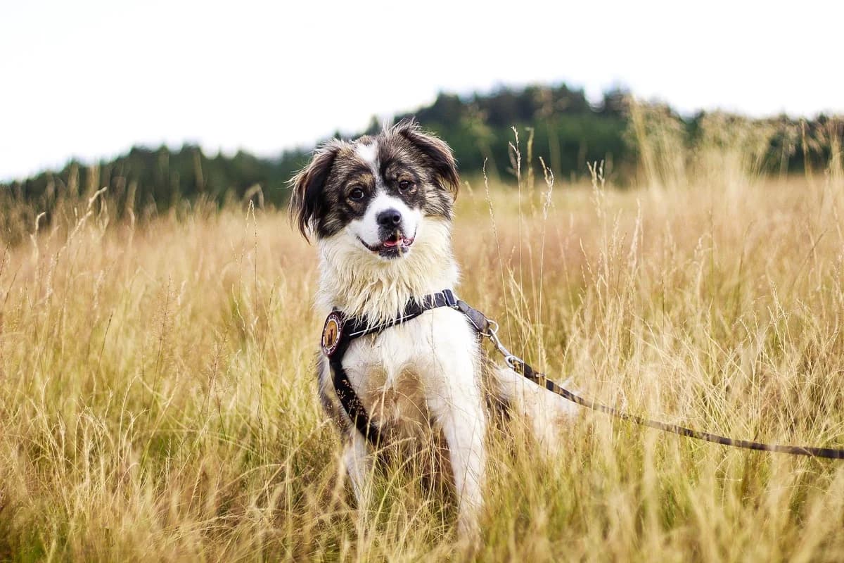 Runcu, male 5yo Mixed Breed for adoption at Ein Herz für Streuner e.V., München