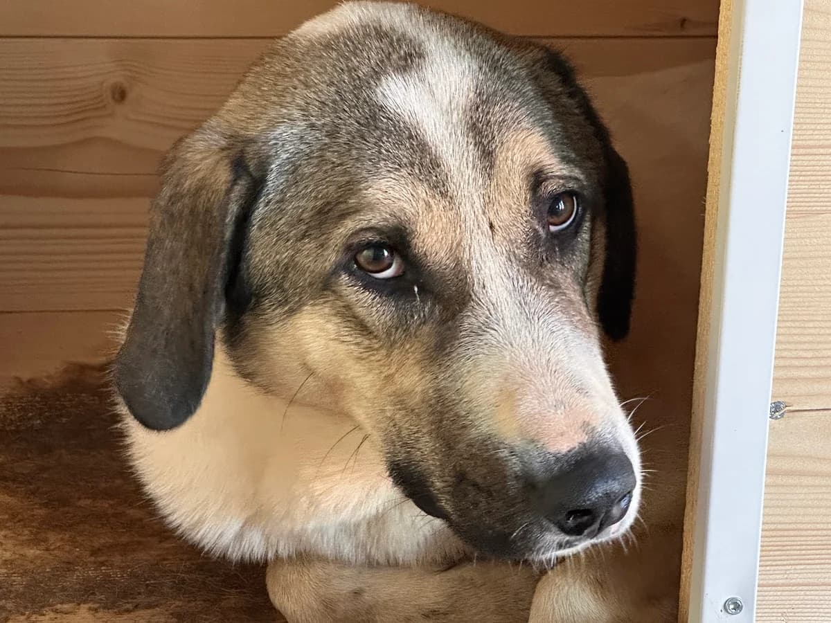 Rupi, weiß male 5yo Mixed Breed for adoption at Ein Herz für Streuner e.V., München