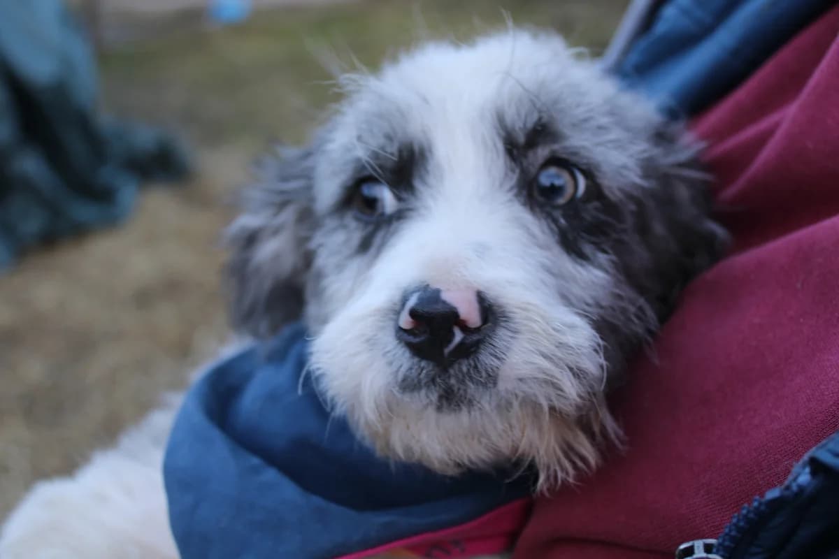Rusty, weiß male puppy Mixed Breed for adoption at Ein Herz für Streuner e.V., München