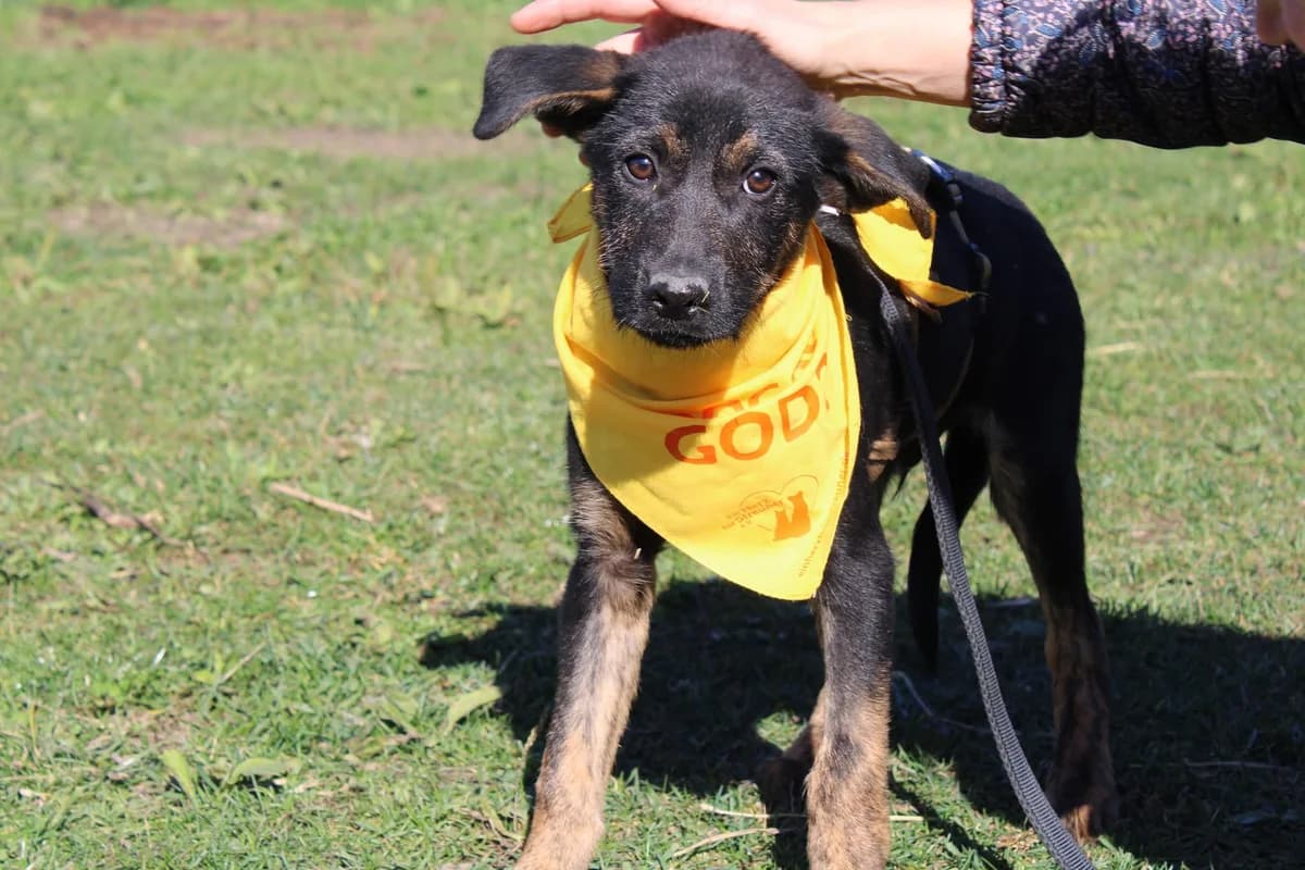 Rusty, weiß male puppy Mixed Breed for adoption at Ein Herz für Streuner e.V., München