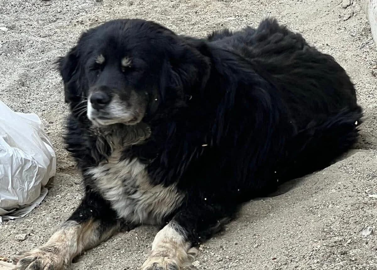 Saba, weiß female 5yo Mixed Breed for adoption at Ein Herz für Streuner e.V., München