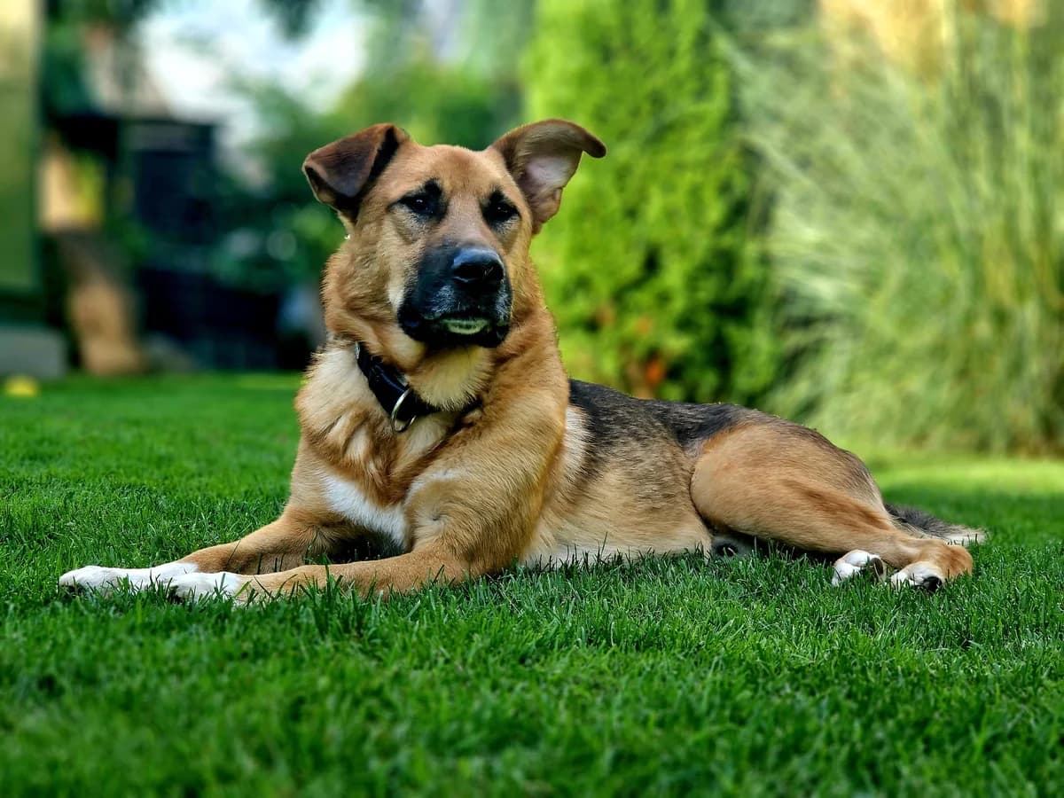 Sabado, male 3yo Mixed Breed for adoption at Ein Herz für Streuner e.V., München