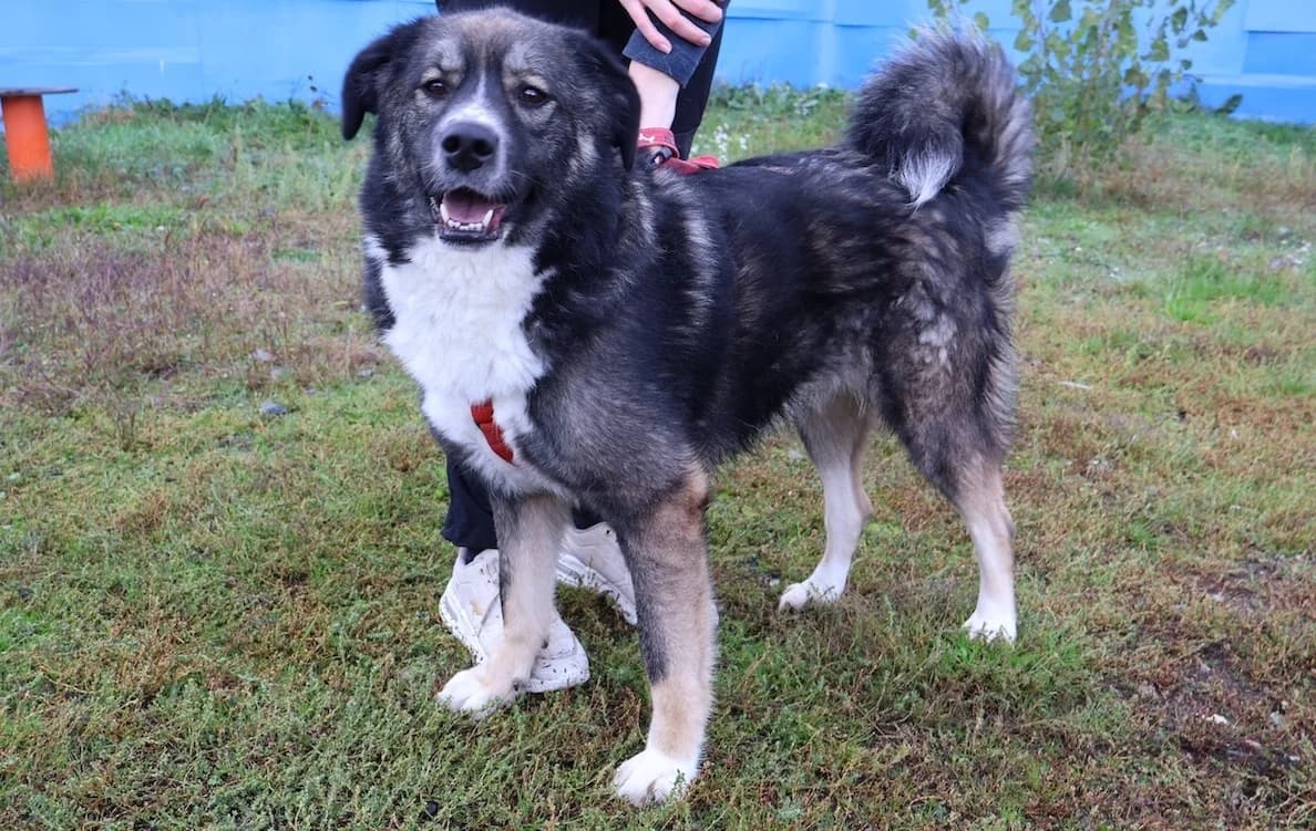 Sabine, grau female 3yo Mixed Breed for adoption at Ein Herz für Streuner e.V., München