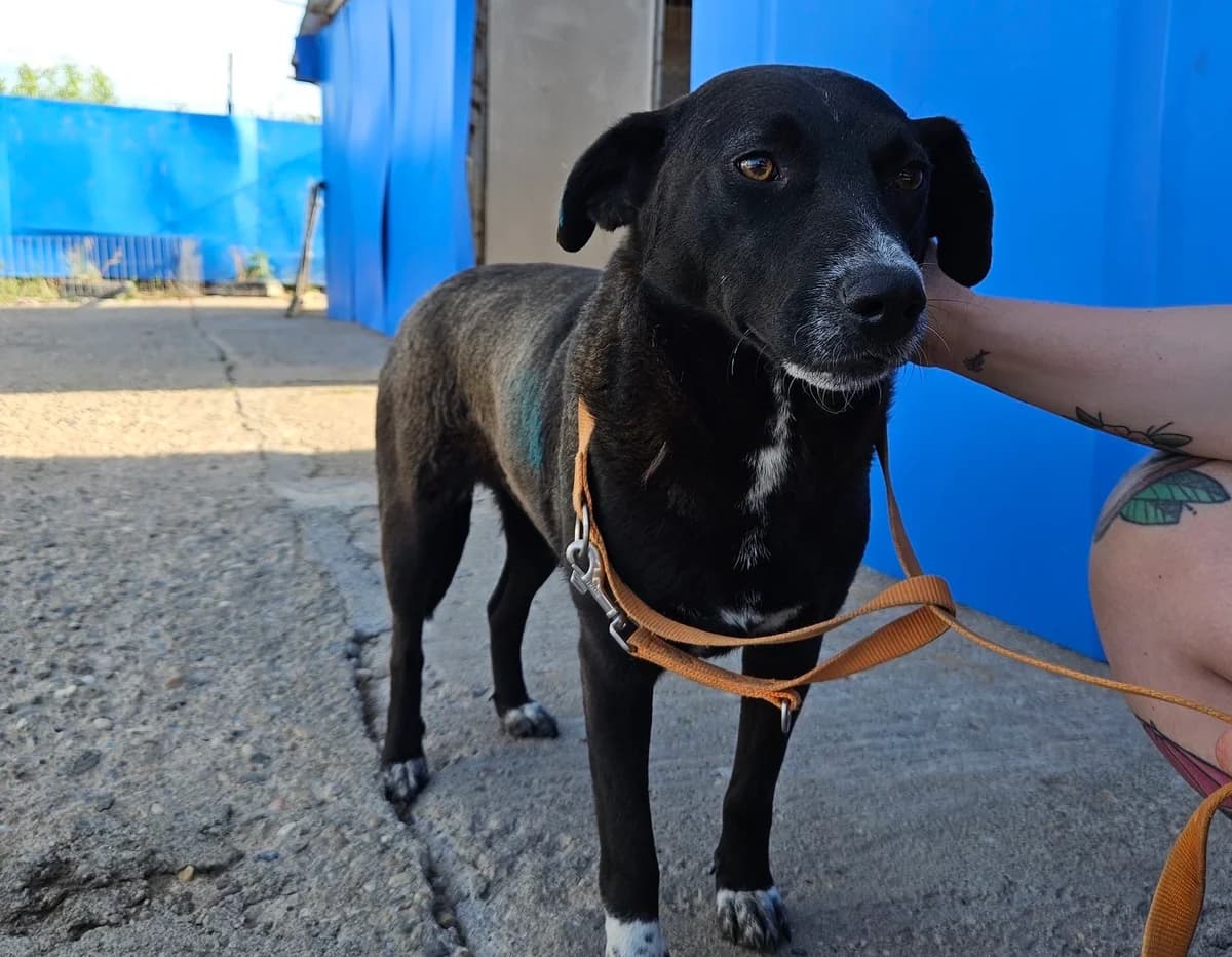 Sabrina, weiß female 3yo Mixed Breed for adoption at Ein Herz für Streuner e.V., München