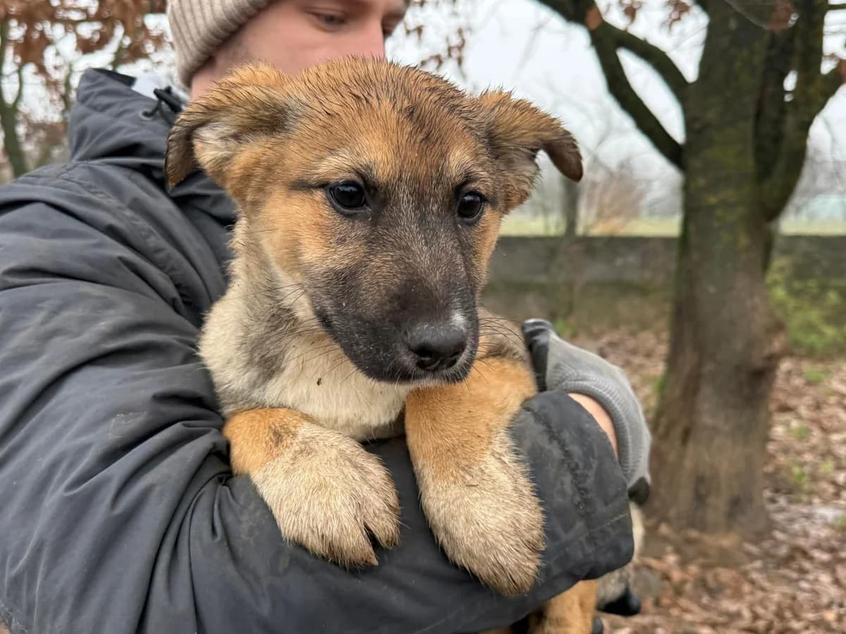 Sabsi, weiß female puppy Mixed Breed for adoption at Ein Herz für Streuner e.V., München