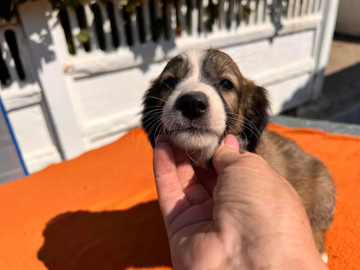 Sadie, puppy Mixed Breed for adoption at Ein Herz für Streuner e.V., München