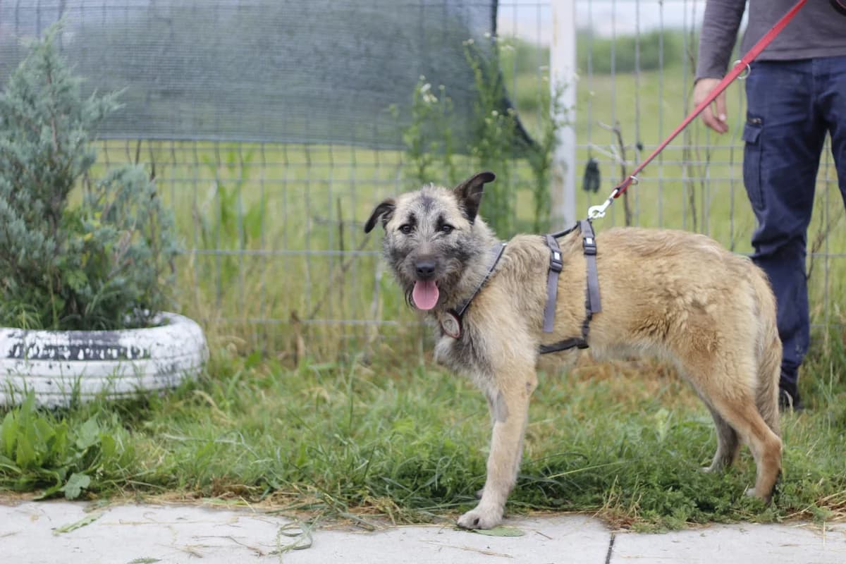 Safra, female young Mixed Breed for adoption at Ein Herz für Streuner e.V., München