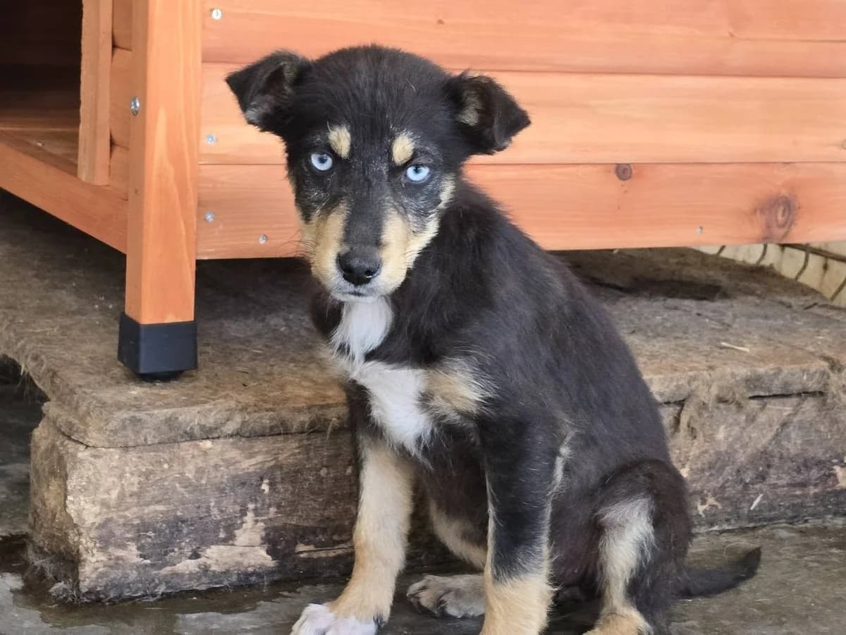 Saga, female puppy Mixed Breed for adoption at Ein Herz für Streuner e.V., München
