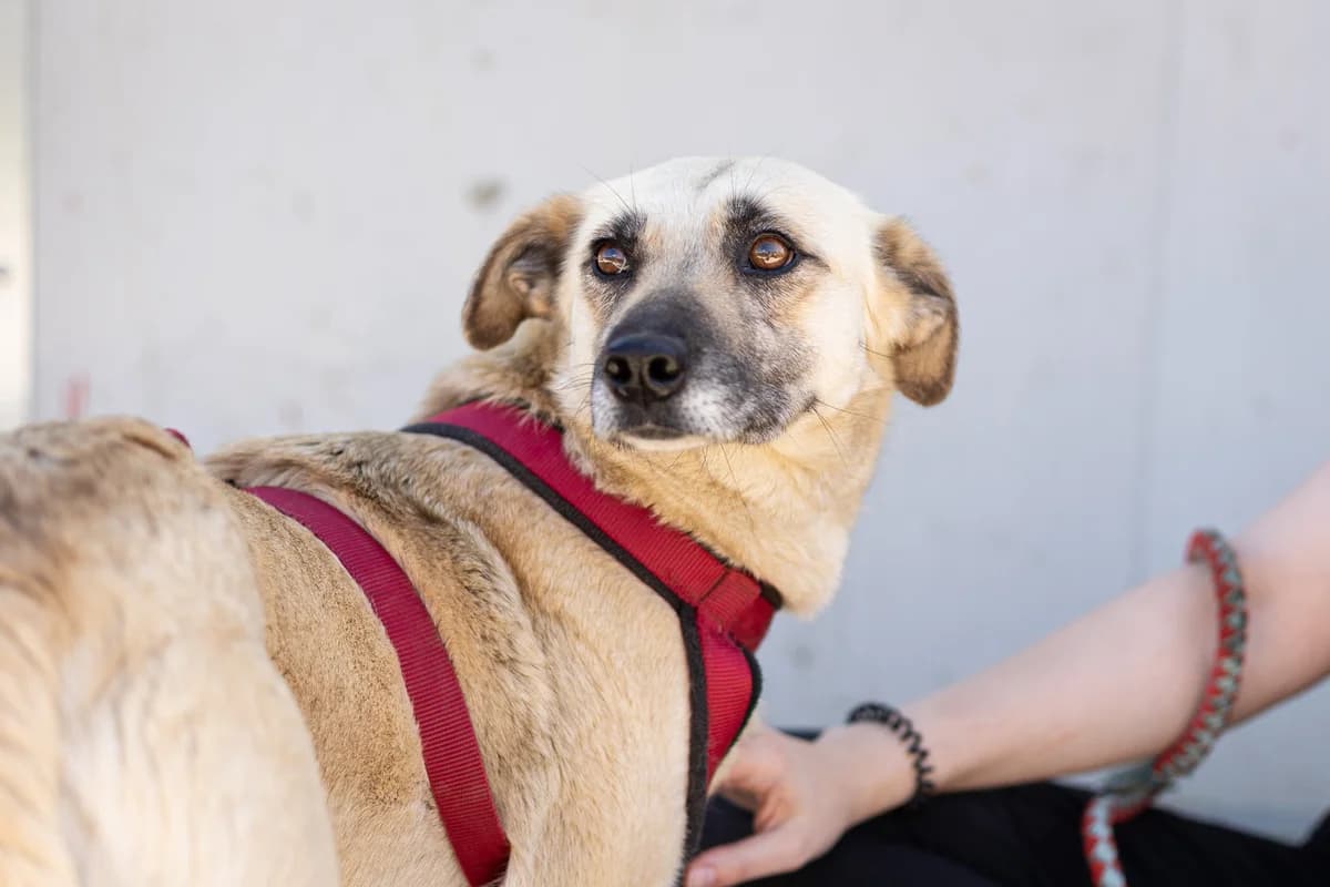 Sahara, female 5yo Mixed Breed for adoption at Ein Herz für Streuner e.V., München